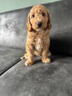 Maltipoo pups te koop (REUTJES) mogen verhuizen!, Parvo, Overige rassen, 8 tot 15 weken, Meerdere