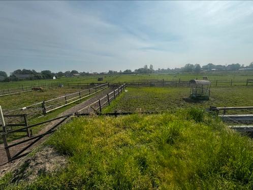 Gezocht stalling/ weide eigen beheer Dinteloord/ Steenbergen, Dieren en Toebehoren, Stalling en Weidegang, Stalling, Weidegang