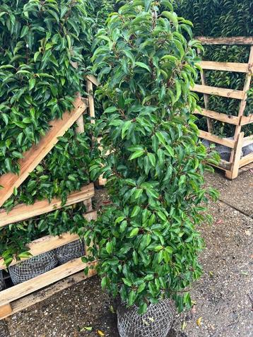 Portugese Laurier, wintergroen,  grote maat 150-175 cm hoog  beschikbaar voor biedingen