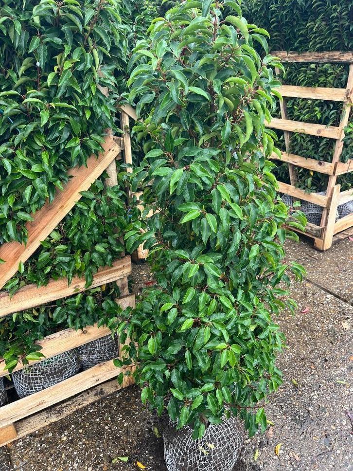 Portugese Laurier, wintergroen,  grote maat 150-175 cm hoog, Tuin en Terras, Planten | Struiken en Hagen, Haag, Laurier, 100 tot 250 cm