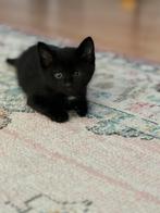 Kittens gratis op te halen, Dieren en Toebehoren, Katten en Kittens | Overige Katten, Geslacht onbekend, 0 tot 2 jaar