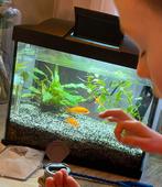 Aquarium te koop, Ophalen, Zo goed als nieuw