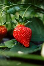 Hangaardbeien in grote pot 7 stuks€35, Volle zon, Ophalen of Verzenden, Lente, Groenteplanten