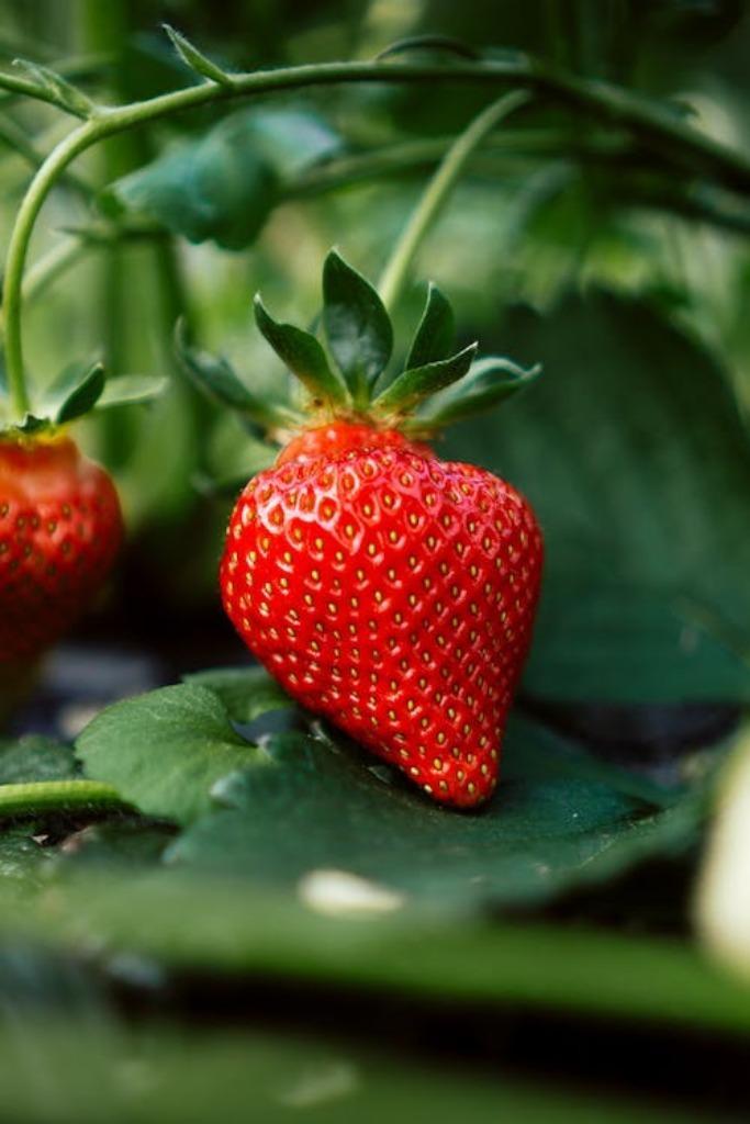 Hangaardbeien in grote pot 7 stuks€35, Tuin en Terras, Planten | Tuinplanten, Vaste plant, Groenteplanten, Volle zon, Lente, Ophalen of Verzenden