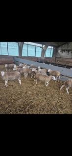 Zuivere rijnlam/inra ooien, Augustus, Vrouwelijk