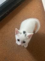 Kat Turkse Angora, Dieren en Toebehoren, Katten en Kittens | Raskatten | Korthaar, Kater