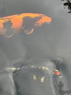 😁Wagoi Kawari Kogane koi 40 cm Ikarashi Ozumi, Dieren en Toebehoren, Vissen | Vijvervissen, Karper of Koi