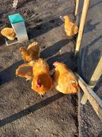Broedeieren van ayam cemani en orpinton, Dieren en Toebehoren, Pluimvee, Geslacht onbekend, Kip
