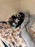 6 kittens kruising Egyptische mau/Europese korthaar, Dieren en Toebehoren, Katten en Kittens | Overige Katten
