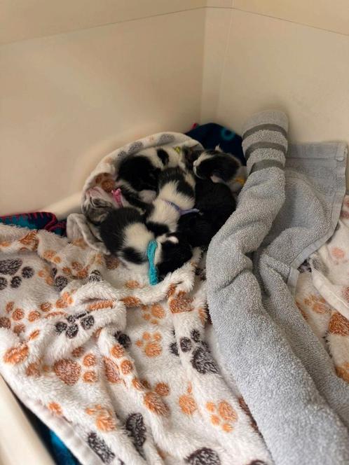 6 kittens kruising Egyptische mau/Europese korthaar, Dieren en Toebehoren, Katten en Kittens | Overige Katten