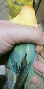 Prachtige brr agapornis fisheri opaline yf pop, Vrouwelijk, Dwergpapegaai of Agapornis, Geringd