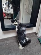 Boomer pup Barkie zoekt huis met bank, knuffels en liefde, Dieren en Toebehoren, Honden | Chihuahua's en Gezelschapshonden, CDV (hondenziekte)