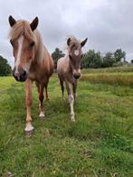 Veulens, jaarling, 2 jaar, prijs aangepast. rocky mountain, Dieren en Toebehoren, Minder dan 160 cm, Niet van toepassing, Dressuurpaard