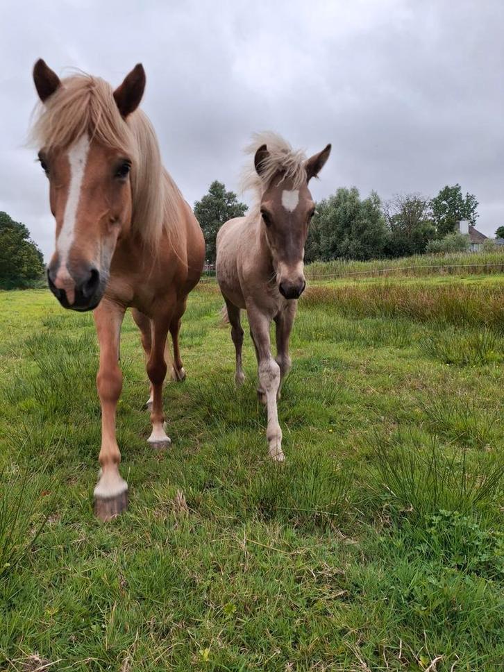 Veulens, jaarling, 2 jaar, prijs aangepast. rocky mountain, Dieren en Toebehoren, Paarden, Meerdere dieren, Niet van toepassing
