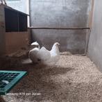 Wyandotte broedeieren, Geslacht onbekend, Kip