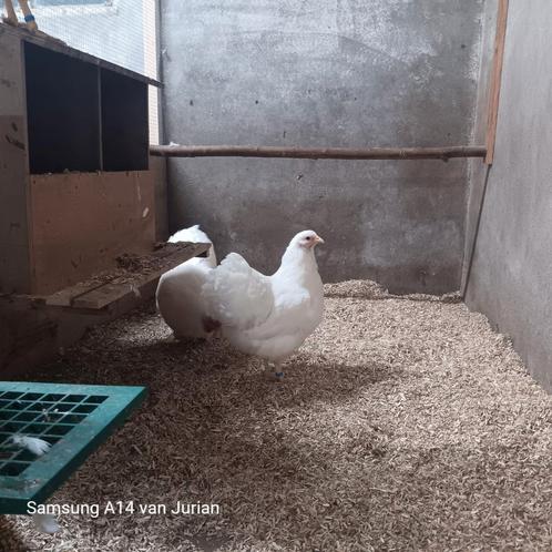 Wyandotte broedeieren, Dieren en Toebehoren, Pluimvee, Kip, Geslacht onbekend