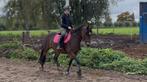 Lieve lease E pony! Leasepaard, verzorgpaard, verzorgpony, Ruiter of Bijrijder