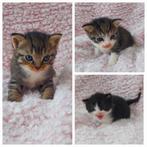 3 mooie lieve kittens, Dieren en Toebehoren, Katten en Kittens | Raskatten | Korthaar, Meerdere dieren, Ontwormd, 0 tot 2 jaar
