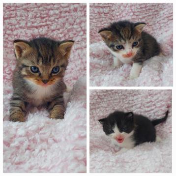 Nog 1 lieve kitten beschikbaar voor biedingen