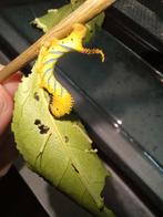 Rupsen doodshoofdvlinder, Dieren en Toebehoren, Insecten en Spinnen