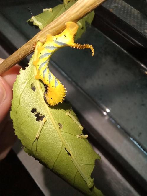 Rupsen doodshoofdvlinder, Dieren en Toebehoren, Insecten en Spinnen