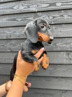 Prachtig teckel teefje, Dieren en Toebehoren, Honden | Teckels en Dashonden, Nederland, CDV (hondenziekte), 8 tot 15 weken, Korthaar