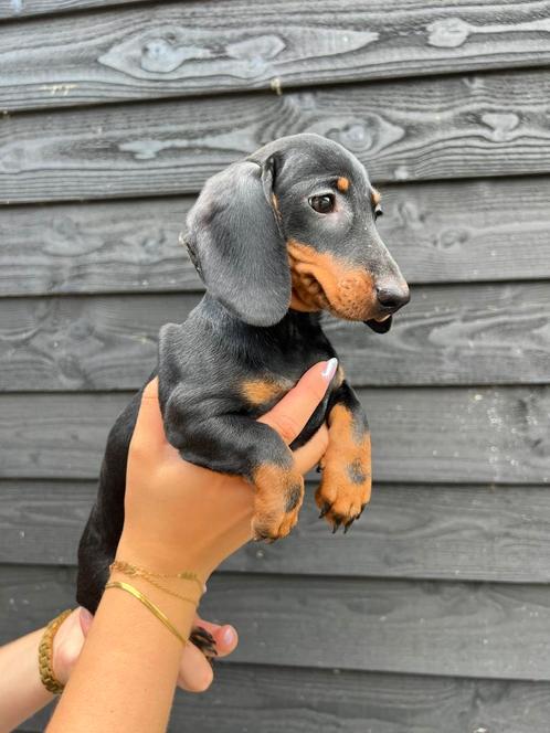 Prachtig teckel teefje, Dieren en Toebehoren, Honden | Teckels en Dashonden, Teef, Korthaar, Dwerg, Fokker | Professioneel, Eén hond
