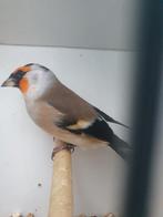 majorputter x goudvink, Dieren en Toebehoren, Vogels | Overige Vogels, Geslacht onbekend, Geringd