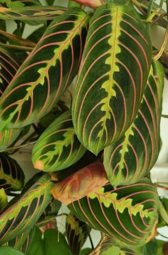 maranta tricolor stek, Huis en Inrichting, Kamerplanten, Minder dan 100 cm, Halfschaduw, Ophalen of Verzenden
