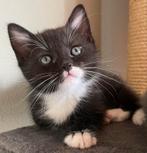 Kittenkater, Dieren en Toebehoren, Kater, Kortharig, 0 tot 2 jaar