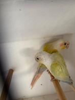 Tekoop Pyrrhura, Meerdere dieren, Parkiet, Geringd