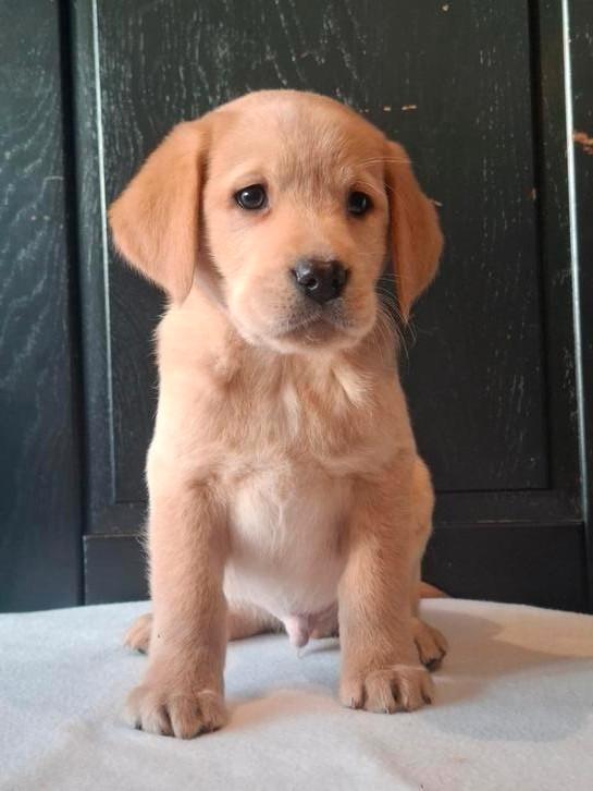 Prachtige labarador pups., Dieren en Toebehoren, Honden | Retrievers, Spaniëls en Waterhonden, Meerdere dieren, Labrador retriever