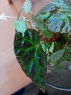 Begonia Dracopelta. Blaad stekje!, Ophalen of Verzenden, Halfschaduw, Minder dan 100 cm