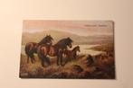 Oude Paarden AK - Shetland Ponys met Veulen, Engeland, Verzamelen, Ansichtkaarten | Dieren, Paard, Gelopen, Voor 1920, Verzenden