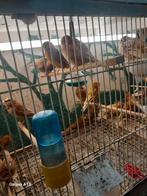 Te koop phaeo en split kanaries, Dieren en Toebehoren, Meerdere dieren, Kleurkanarie