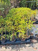 Portugese laurier, prunus lusitanica angustifolia 20cm €2,25, Ophalen of Verzenden, Laurier, Struik, Minder dan 100 cm