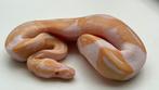 Albino pieds (piebad) man en vrouwen 2025 ball python, Dieren en Toebehoren, Reptielen en Amfibieën, Slang, 0 tot 2 jaar