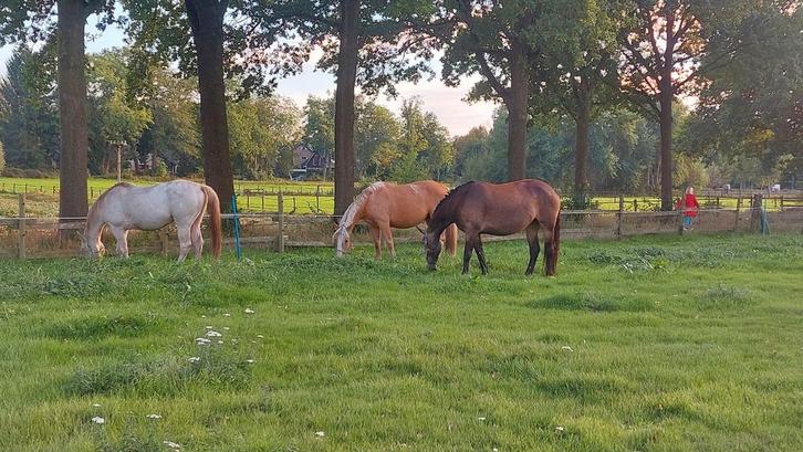 Lieve grote draver  merrie, Dieren en Toebehoren, Paarden, Merrie, Onbeleerd, 165 tot 170 cm, 7 tot 10 jaar, Recreatiepaard, Met stamboom