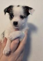 Chihuahua x boomer pup reutje, Parvo, Reu, 8 tot 15 weken, Eén hond