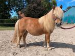 Super lieve kinder shetlander bereden&betuigd, Dieren en Toebehoren, Pony's, Gechipt, Ruin, Niet van toepassing, A pony (tot 1.17m)