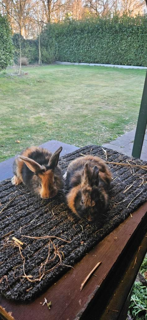 Jonge Japanner konijnen, Dieren en Toebehoren, Konijnen, Middelgroot, Meerdere dieren, 0 tot 2 jaar