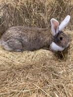 Mooie voedster, Dieren en Toebehoren, Mannelijk, Groot