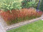 tuinplanten japans bloedgras, Tuin en Terras, Ophalen, Volle zon, Vaste plant, Siergrassen