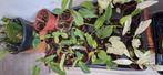 Anthurium,  syngonium, philodendron, alocasia, Huis en Inrichting, Kamerplanten, Ophalen of Verzenden, Halfschaduw, Minder dan 100 cm