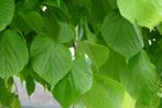 **ACTIE** Tilia cordata, winter linde, inheems, Ophalen of Verzenden, Overige soorten, Struik, 100 tot 250 cm