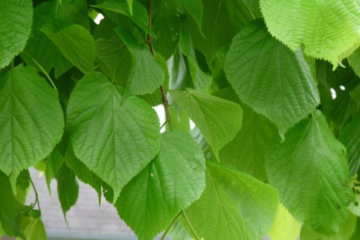 **ACTIE** Tilia cordata, winter linde, inheems, Tuin en Terras, Planten | Struiken en Hagen, Struik, Overige soorten, 100 tot 250 cm
