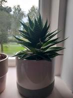 Aloë Vera (Aloë Aristata), Vetplant, Minder dan 100 cm, Groene kamerplant, Halfschaduw