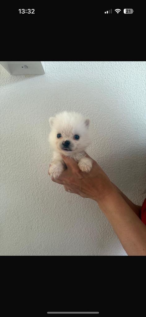 Pomsky pups, Dieren en Toebehoren, Honden | Poolhonden, Keeshonden en Oertypen, Overige rassen, Particulier, Meerdere, Nederland