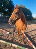 Lieve knappe oldenburg merrie, Dieren en Toebehoren, Paarden, Merrie, Gechipt, Dressuurpaard, L