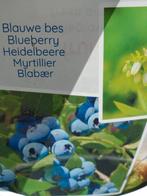 Blauwe bes Blueberry 40 cm hoog, Ophalen of Verzenden